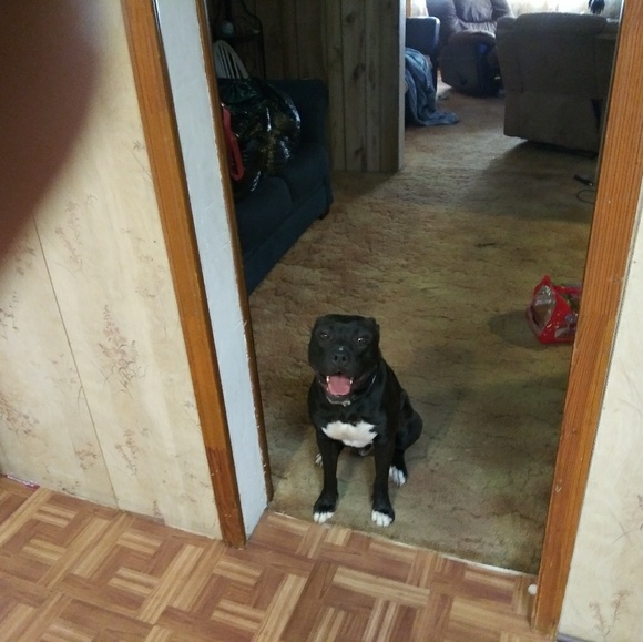 Meet your Posher, David - Picture 1 of 1